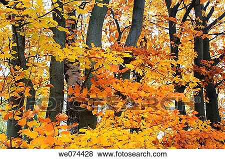 Beech (Fagus sylvatica), autumn leaves on tree, atumn foliage, fall colours, Z? rcher Oberland, Switzerland View Large Photo Image Stock Photo - Beech (Fagus sylvatica), autumn leaves on tree, atumn foliage, fall colours, Z? rcher Oberland, Switzerland. Fotosearch