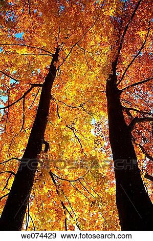 Beech (Fagus sylvatica), autumn leaves on tree, atumn foliage, fall colours, Z? rcher Oberland, Switzerland View Large Photo Image Stock Photo - Beech (Fagus sylvatica), autumn leaves on tree, atumn foliage, fall colours, Z? rcher Oberland, Switzerland. Fotosearch