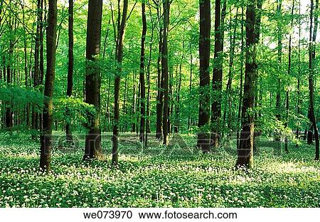 Beech Forest with Ramson (Allium ursinum) in spring, Hainich National Park, Thueringen, Germany View Large Photo Image Stock Image - Beech Forest with Ramson (Allium ursinum) in spring, Hainich National Park, Thueringen, Germany. Fotosearch