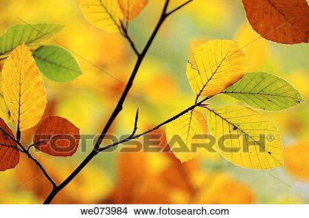 Beech leaves in autumn, Germany View Large Photo Image Picture - Beech leaves in autumn, Germany. Fotosearch