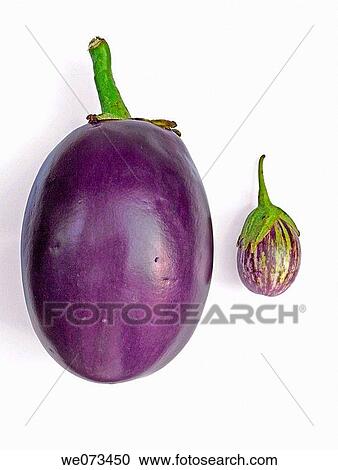 Big and small Brinjals View Large Photo Image Stock Image - Big and small Brinjals. Fotosearch