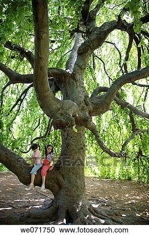 big, child, brunette, branch, amusement View Large Photo Image Stock Image - big, child, brunette, branch, amusement. Fotosearch