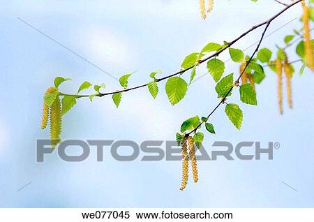 Birch catkins. Betula alleghaniensis. April 2007, Maryland, USA View Large Photo Image Stock Photography - Birch catkins. Betula alleghaniensis. April 2007, Maryland, USA. Fotosearch