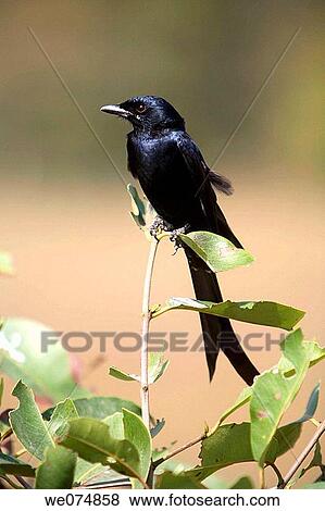 Stock Photo - Black Drongo, Dicrurus macrocercus, at Kanha National Park, Madhya Pradesh, India.. Fotosearch