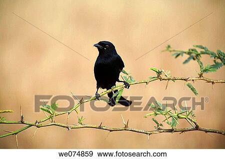 Stock Photo - Black Drongo, Dicrurus macrocercus, at Kanha National Park, Madya Pradesh, India.. Fotosearch