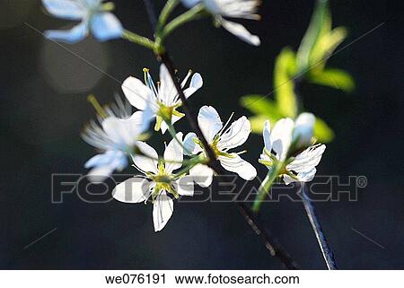 Blooms of wild plum (Prunus sp. ) in Missouri, USA View Large Photo Image Stock Image - Blooms of wild plum (Prunus sp. ) in Missouri, USA. Fotosearch