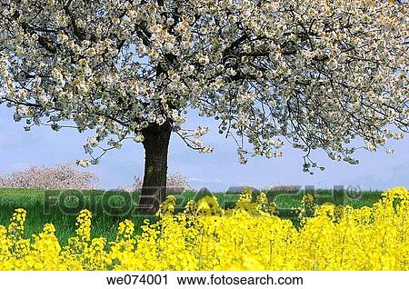 Blossoming Cherry Tree and rape field, Gera, Thueringen, Germany View Large Photo Image Stock Image - Blossoming Cherry Tree and rape field, Gera, Thueringen, Germany. Fotosearch