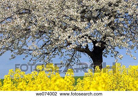 Blossoming Cherry Tree and rape field, Gera, Thueringen, Germany View Large Photo Image Stock Image - Blossoming Cherry Tree and rape field, Gera, Thueringen, Germany. Fotosearch