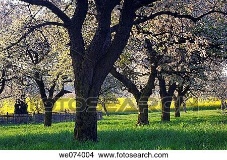 Blossoming Cherry Trees near rape field, Gera, Thueringen, Germany View Large Photo Image Picture - Blossoming Cherry Trees near rape field, Gera, Thueringen, Germany. Fotosearch