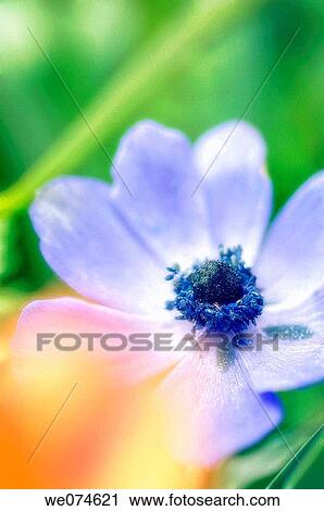 Blue Anemone Poppy Flower. Anemone coronaria. April 2007, Maryland, USA View Large Photo Image Stock Image - Blue Anemone Poppy Flower. Anemone coronaria. April 2007, Maryland, USA. Fotosearch