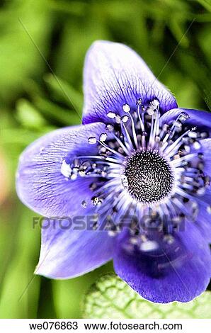 Stock Image - Blue Anemone Poppy Flower. Anemone coronaria. April 2007, Maryland, USA. Fotosearch