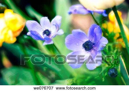 Blue Anemone Poppy Flowers. Anemone coronaria. April 2007, Maryland, USA View Large Photo Image Stock Photo - Blue Anemone Poppy Flowers. Anemone coronaria. April 2007, Maryland, USA. Fotosearch
