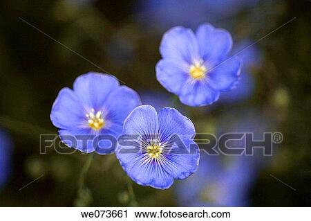 Blue Flax wildflower (Linum perenne lewisii), Grand Teton National Park. Wyoming, USA View Large Photo Image Stock Image - Blue Flax wildflower (Linum perenne lewisii), Grand Teton National Park. Wyoming, USA. Fotosearch