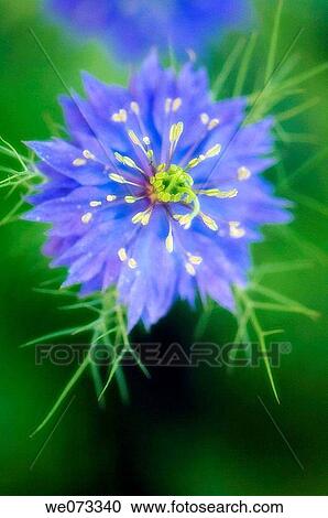 Blue Love in the Mist Bloom. Nigella sativa. May 2007, Maryland, USA View Large Photo Image Stock Image - Blue Love in the Mist Bloom. Nigella sativa. May 2007, Maryland, USA. Fotosearch