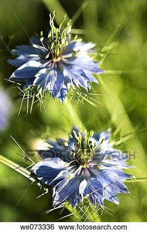 Blue Love in the Mist Flower Duo. Nigella sativa. May 2007, Maryland, USA View Large Photo Image Stock Photograph - Blue Love in the Mist Flower Duo. Nigella sativa. May 2007, Maryland, USA. Fotosearch