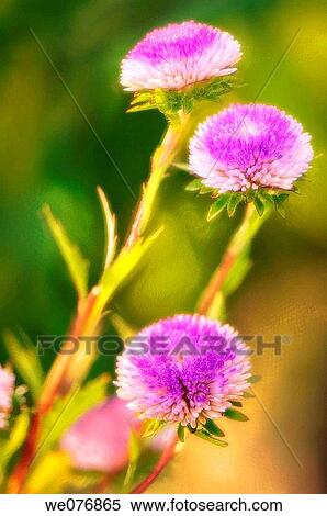 Blue pom-pom aster trio. Aster chinensis. August 2007, Maryland, USA View Large Photo Image Stock Photography - Blue pom-pom aster trio. Aster chinensis. August 2007, Maryland, USA. Fotosearch