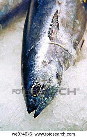 Bonito for sale at La Boqueria market, Barcelona. Catalonia, Spain View Large Photo Image Stock Photograph - Bonito for sale at La Boqueria market, Barcelona. Catalonia, Spain. Fotosearch