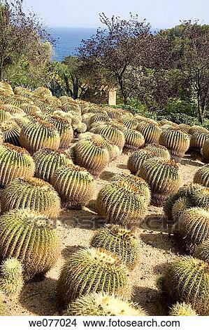 Botanical garden. Costa Brava, Girona province, Catalonia, Spain View Large Photo Image Picture - Botanical garden. Costa Brava, Girona province, Catalonia, Spain. Fotosearch