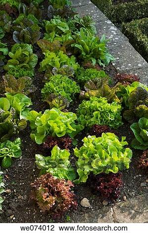 Stock Image - Bourton House Garden, Glos., UK (Paice) parterre vegetable garden. Fotosearch