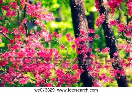 Bright Pink Azalea Blossom. Rhododendron hybrid. May 2005, Maryland, USA View Large Photo Image Stock Photo - Bright Pink Azalea Blossom. Rhododendron hybrid. May 2005, Maryland, USA. Fotosearch