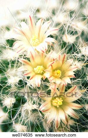 Cactus Blossom. Mamillaria hybrid. March 2007, Maryland, USA View Large Photo Image Stock Photography - Cactus Blossom. Mamillaria hybrid. March 2007, Maryland, USA. Fotosearch