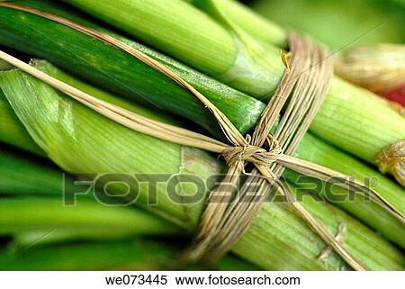 ? Cal? ots? (variety of scallion) for sale at La Boqueria market. Barcelona, Catalonia, Spain View Large Photo Image Stock Photography - ? Cal? ots? (variety of scallion) for sale at La Boqueria market. Barcelona, Catalonia, Spain. Fotosearch
