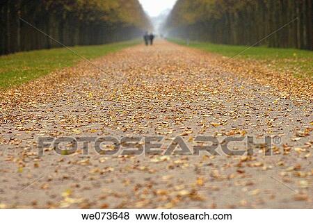 calm, Fallen leaves, day, autumn View Large Photo Image Stock Photo - calm, Fallen leaves, day, autumn. Fotosearch