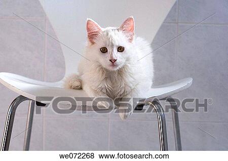 cat, contemporary, chair, animal View Large Photo Image Stock Photo - cat, contemporary, chair, animal. Fotosearch