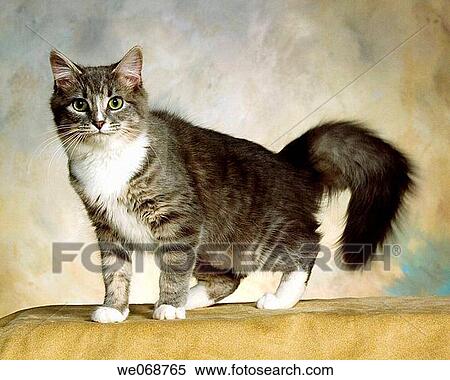 Cat View Large Photo Image Stock Photography - Cat. Fotosearch