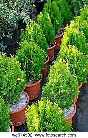 Cedars (Thuja sp) in a garden center. Riudoms, Tarragona province, Catalonia, Spain View Large Photo Image Stock Image - Cedars (Thuja sp) in a garden center. Riudoms, Tarragona province, Catalonia, Spain. Fotosearch