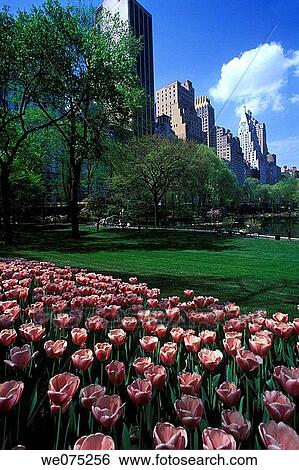 CENTRAL PARK SOUTH. SKYLINE MIDTOWN. MANHATTAN NEW YORK. USA View Large Photo Image Stock Photograph - CENTRAL PARK SOUTH. SKYLINE MIDTOWN. MANHATTAN NEW YORK. USA. Fotosearch