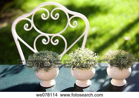 chair, Close-up, concept, day, flower pot View Large Photo Image Picture - chair, Close-up, concept, day, flower pot. Fotosearch