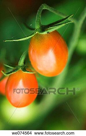 Cherry Tomatoes Growing in the Garden. Solanum lycopersicon. August 2007, Maryland, USA View Large Photo Image Picture - Cherry Tomatoes Growing in the Garden. Solanum lycopersicon. August 2007, Maryland, USA. Fotosearch