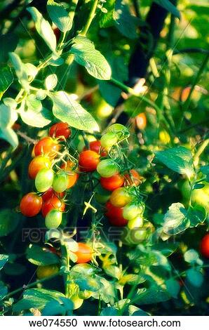 Cherry Tomatoes Growing in the Garden. Solanum lycopersicon. August 2007, Maryland, USA View Large Photo Image Stock Image - Cherry Tomatoes Growing in the Garden. Solanum lycopersicon. August 2007, Maryland, USA. Fotosearch