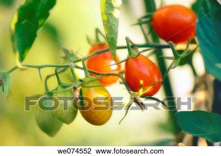 Cherry Tomatoes Growing in the Garden. Solanum lycopersicon. August 2007, Maryland, USA View Large Photo Image Stock Image - Cherry Tomatoes Growing in the Garden. Solanum lycopersicon. August 2007, Maryland, USA. Fotosearch