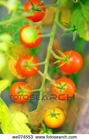 Cherry Tomatoes Growing in the Garden. Solanum lycopersicon. August 2007, Maryland, USA View Large Photo Image Stock Image - Cherry Tomatoes Growing in the Garden. Solanum lycopersicon. August 2007, Maryland, USA. Fotosearch