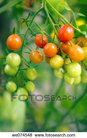Cherry Tomatoes Growing in the Garden. Solanum lycopersicon. August 2007, Maryland, USA View Large Photo Image Stock Photo - Cherry Tomatoes Growing in the Garden. Solanum lycopersicon. August 2007, Maryland, USA. Fotosearch