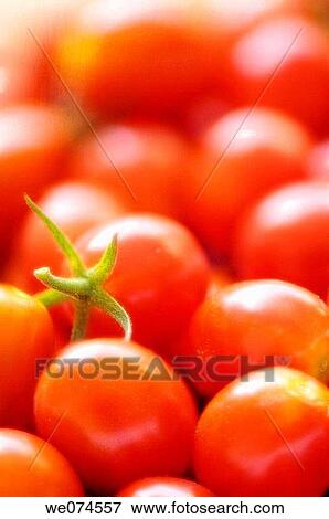 Cherry Tomatoes Growing in the Garden. Solanum lycopersicon. August 2007, Maryland, USA View Large Photo Image Stock Photo - Cherry Tomatoes Growing in the Garden. Solanum lycopersicon. August 2007, Maryland, USA. Fotosearch