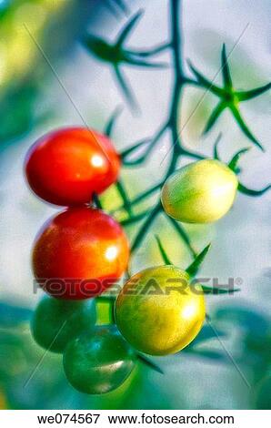 Cherry Tomatoes Growing in the Garden. Solanum lycopersicon. August 2007, Maryland, USA View Large Photo Image Stock Photo - Cherry Tomatoes Growing in the Garden. Solanum lycopersicon. August 2007, Maryland, USA. Fotosearch