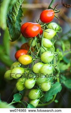 Cherry Tomatoes Growing in the Garden. Solanum lycopersicon. August 2007, Maryland, USA View Large Photo Image Stock Photography - Cherry Tomatoes Growing in the Garden. Solanum lycopersicon. August 2007, Maryland, USA. Fotosearch