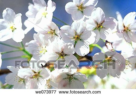 Cherry tree blossoms, Isle of Mainau, Lake Constance View Large Photo Image Stock Photo - Cherry tree blossoms, Isle of Mainau, Lake Constance. Fotosearch