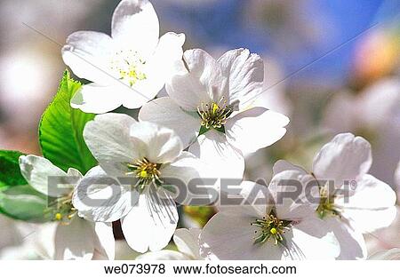 Cherry tree blossoms, Isle of Mainau, Lake Constance View Large Photo Image Stock Photo - Cherry tree blossoms, Isle of Mainau, Lake Constance. Fotosearch