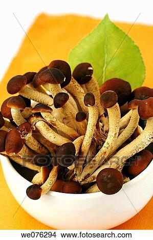 Chestnut mushroom (Agrocybe aegerita) View Large Photo Image Picture - Chestnut mushroom (Agrocybe aegerita). Fotosearch