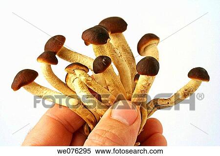 Chestnut mushroom (Agrocybe aegerita) View Large Photo Image Stock Photography - Chestnut mushroom (Agrocybe aegerita). Fotosearch