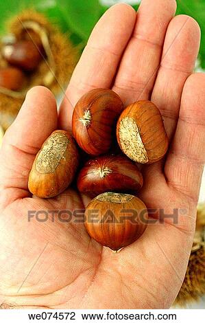 Chestnuts (Castanea sativa) View Large Photo Image Stock Image - Chestnuts (Castanea sativa). Fotosearch