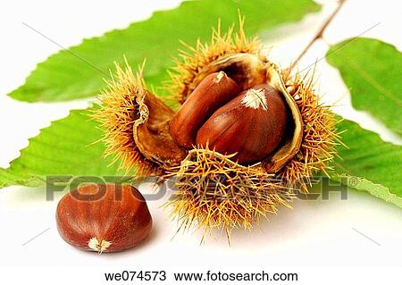 Chestnuts (Castanea sativa) View Large Photo Image Stock Image - Chestnuts (Castanea sativa). Fotosearch