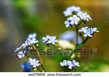 Chinese Forget-me-not Flowers. Cynoglossum amabile. April 2006, Maryland, USA View Large Photo Image Stock Photo - Chinese Forget-me-not Flowers. Cynoglossum amabile. April 2006, Maryland, USA. Fotosearch