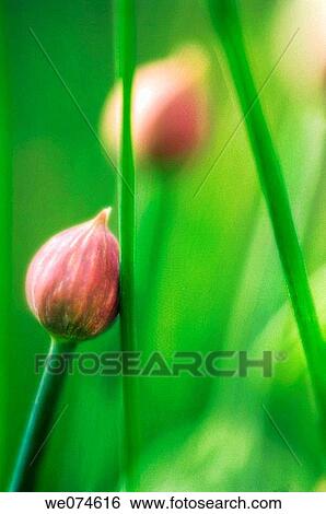 Chives Flowerhead. Allium schoenoprasum. April 2006, Maryland, USA View Large Photo Image Stock Photograph - Chives Flowerhead. Allium schoenoprasum. April 2006, Maryland, USA. Fotosearch