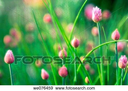Stock Photo - Chives Onion in Bloom. Allium schoenoprasum. April 2006, Maryland, USA. Fotosearch