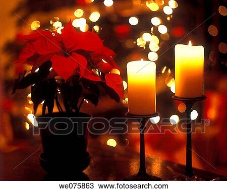 christmas candles. and poinsetias View Large Photo Image Stock Image - christmas candles. and poinsetias. Fotosearch